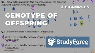 Predicting Genotype of Offspring | Cross Probability