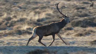 Afwerpen stang edelhert