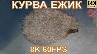 КУРВА ЕЖИК 8K 60FPS🦔🦔🦔
