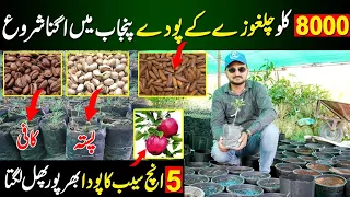 Chilgoza nursery | Coffee Nursery | Apple Nursery 🍎 | Pista Plants | nursery Farm |