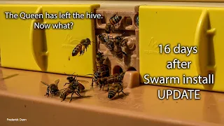 Apimaye Ergo Bee Hive Update, The Swarm Didn't stay around, now what? I have a fix in mind.