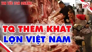 Trung Quốc "thèm khát" mua lợn Việt Nam | Tin tức Việt Nam mới nhất | TT24h