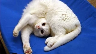 Funny CATS will always make you laugh - Funny cat compilation