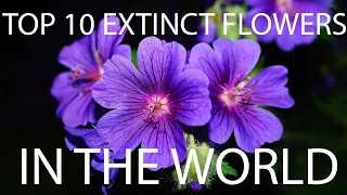 Top 10 extinct flowers in the world that you would't know!||🌹🏵️||JV Creationz