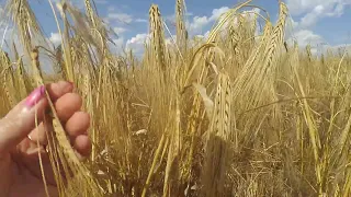 Збираємо оз. ячмінь 9 Вал по NO-TILL ,БЕЗ ДОБРИВ! Частина 1