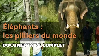 Le lien sacré entre les hommes et les éléphants | SLICE I Documentaire complet