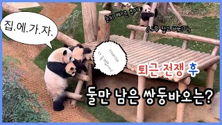 1월22일 루이바오, 후이바오 | 엄마 없을 때 쌍둥바오는 어떤 모습?! #RuiBao #HuiBao #AiBao #Panda