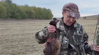 Охота на фазана с легавыми
