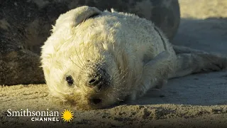 The Grey Seal Pupping Season in Scotland Is Spectacular 🦭 Stormborn | Smithsonian Channel