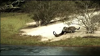 jaguaress attacks a giant otter