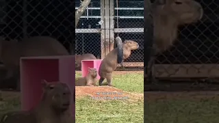 Capybara | The Friendliest And Chillest Animal On Earth