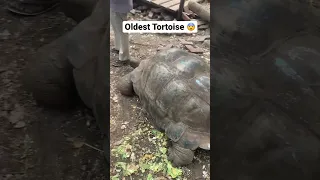 Respect !!! Oldest Tortoise not Zoo and Hare , Blippi