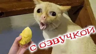 Приколы с котами С ОЗВУЧКОЙ! Самые смешные животные 2022! Тест на психику!