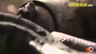 Paul Rosolie, Anaconda eats man alive on Discovery Channel