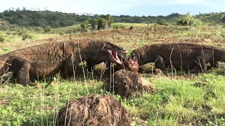 These three Komodo dragons are very crazy and very hungry