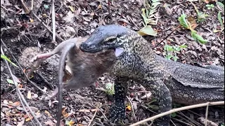The Ferocity Of Baby Komodo Dragon Swallowing Big Wild Rats