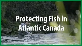 Fish Ladder Research in Atlantic Canada
