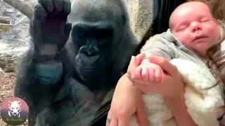 Gorilla's Reaction to Seeing Human Baby for the First Time Will Shock You