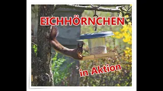 Eichhörnchen in Aktion