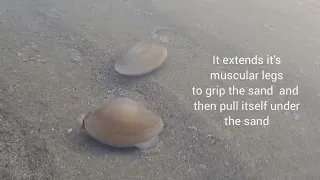 😱 Clams disappear under the sand! #omg #underwater #natgeowild #bbcearth #clam  #clams #shellfish