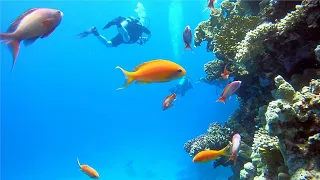 Red Sea Safaga Dive 2023