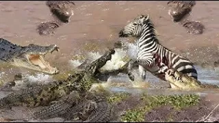 Crocodile Attacks Zebra at Africa Serengeti Deadliest Crocodile Hunt   Zebra vs Crocodile vs Lions