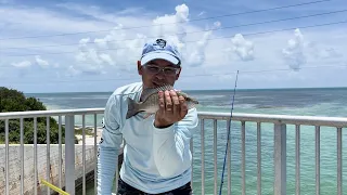 Caught my snapper limit at Long Key Bridge