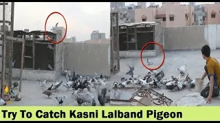 Kasni Lalband Jangla Kabootar Khud Utra Chaht Par - Catching Pigeon