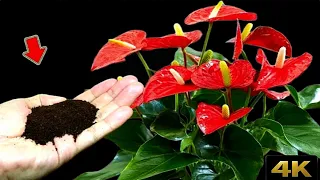 Just 1 Teaspoon!  Anthurium Has Never Bloomed So Many Flowers| love garden