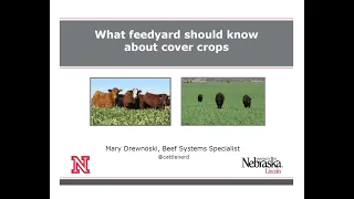 2021 Feedlot Roundtable: What feed yards should know about cover crops