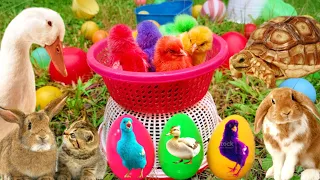 Catch Cute Chickens, Colorful Chickens, Rainbow Chicken, Rabbits, Cute Cats,Ducks,Animals Cute #72