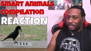 Smart Animals Compilation REACTION | DaVinci REACTS