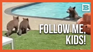 Paw-Tay! Mama Bear Teaches Cubs to Swim in California Pool