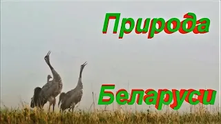 Природа Беларуси (флора, фауна, реки, озёра, леса и т.д.)
