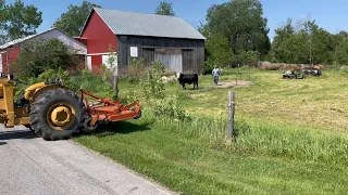 Why wouldn’t the bull cross the road? ￼ Mending fences and digging holes. #farmlife