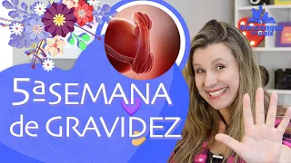 5ª SEMANA DE GESTAÇÃO | Tamanho do Bebê, Corpo da Mamãe, Enjoo, Fator RH | 1º TRIMESTRE DE GRAVIDEZ