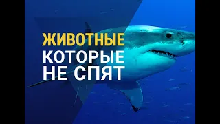 ▽ Есть ли на Земле животные, которые никогда не спят