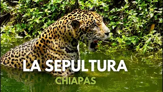 Sepultura: Heiligtum der Biodiversität in Chiapas 🇲🇽🐯