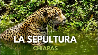 Sepultura: Sanctuary of biodiversity in Chiapas🇲🇽🐯