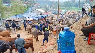 Hôm nay lấy trâu đi chợ bán