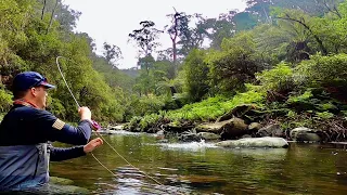 Wild Brown Trout on Dry Fly and Nymphs in the Otways!