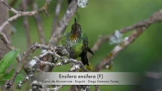 Colibrí Picoespada (Ensifera ensifera)