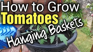 How to Grow Tomatoes in Hanging Baskets | Tumbling Tom | Gardening for Beginners