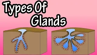 Glands - What Are Glands - Types Of Glands - Merocrine Glands - Apocrine Glands - Holocrine Glands