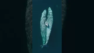 Two whales sharing a hug 🥺