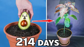 Growing Avocado Tree from Seed Time Lapse (214 Days)