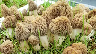 Project Presentation: Controlled Indoor Cultivation of Morel Mushrooms All-year-round