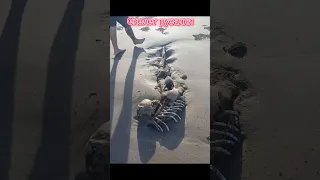 Похоже на русалку: в Австралии нашли останки загадочного существа, выброшенного на пляж #shortsbeta