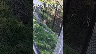 CCTV Released of Targona Zoo Lion Escape