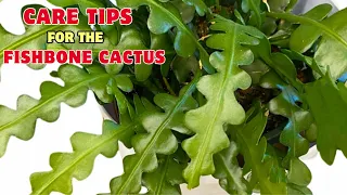 A few care tips for  a Fishbone Cactus